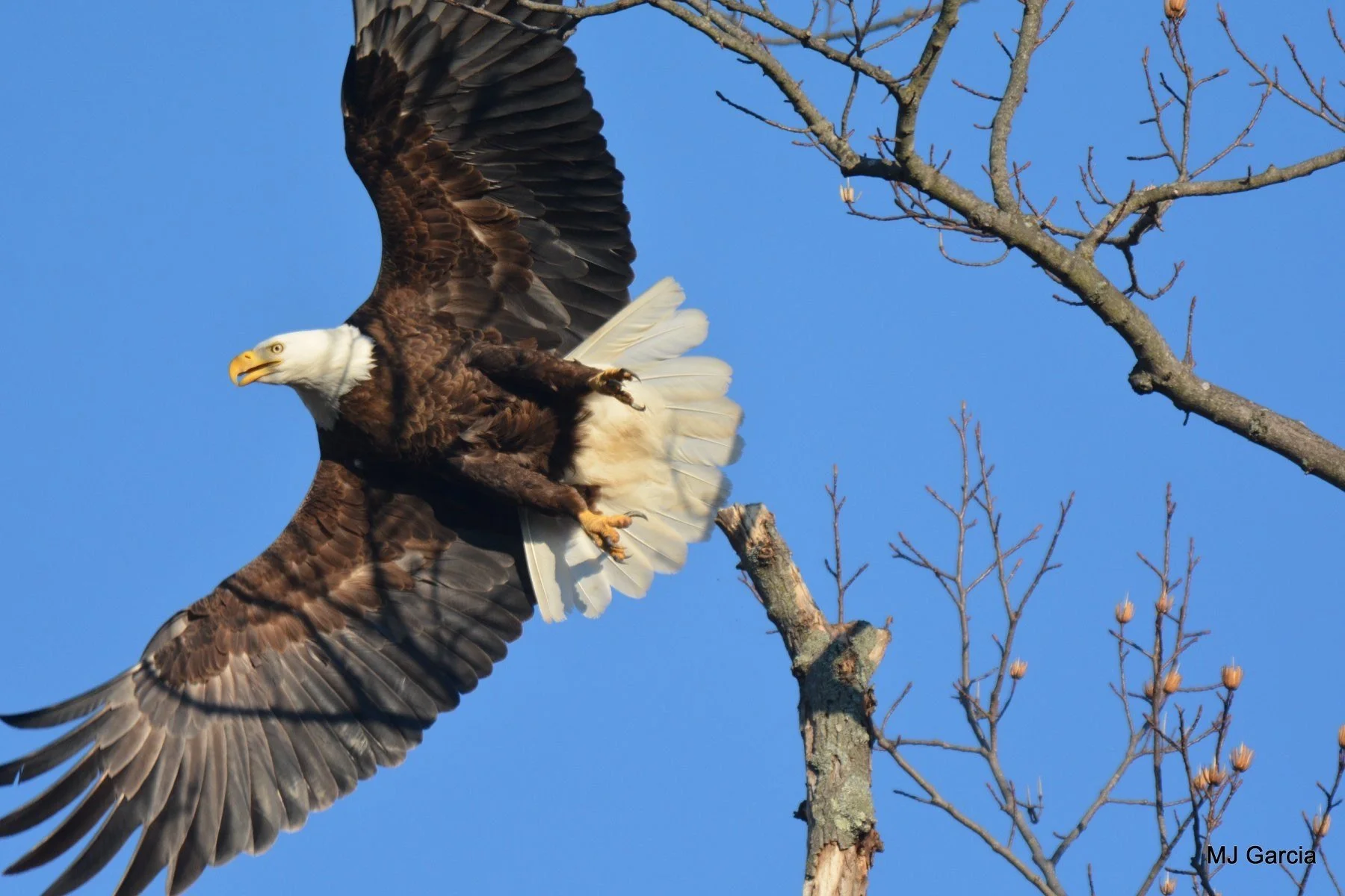 Wings and movement · 53

An eagle leaves a bare branch with wings spread and tail fanned.

Capture date unconfirmed. Exact site pending confirmation.