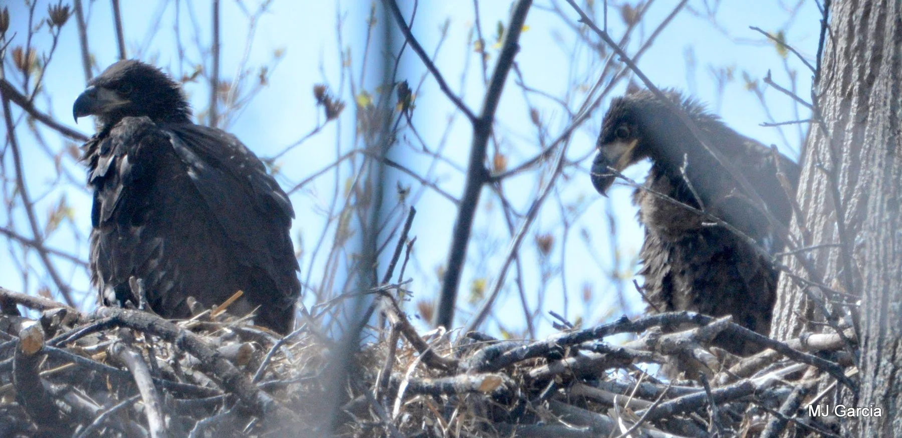 Nest observation · 13

Two young eagles stand apart on a broad stick nest.

Embedded camera date: 2018-04-06 14:13:11. Camera clock and timezone uncorroborated. Exact site pending confirmation.