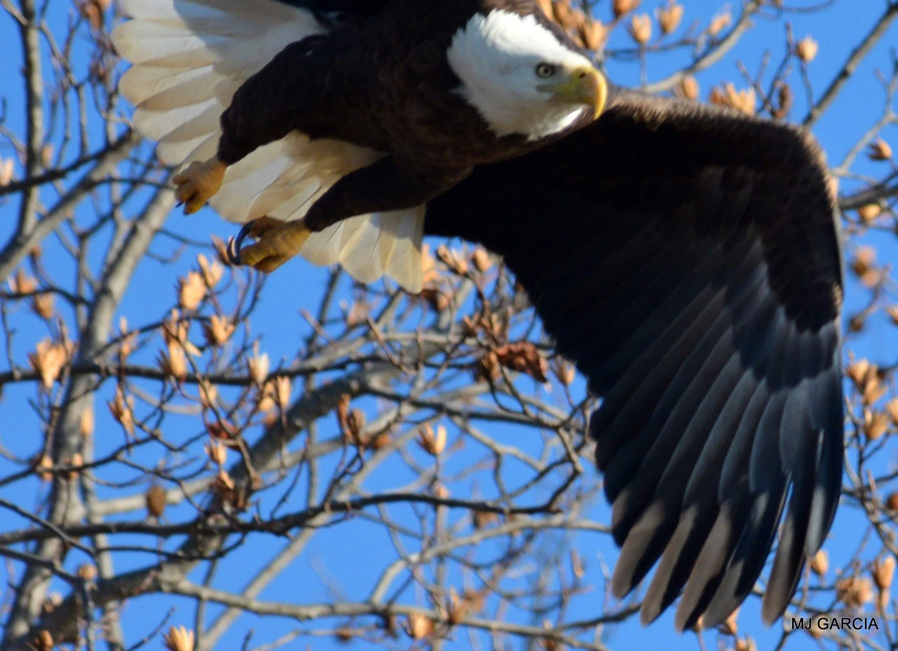 Wings and movement · 29

An eagle flies close to bare branches with its white tail spread.

Embedded camera date: 2019-12-15 10:09:38. Camera clock and timezone uncorroborated. Exact site pending confirmation.