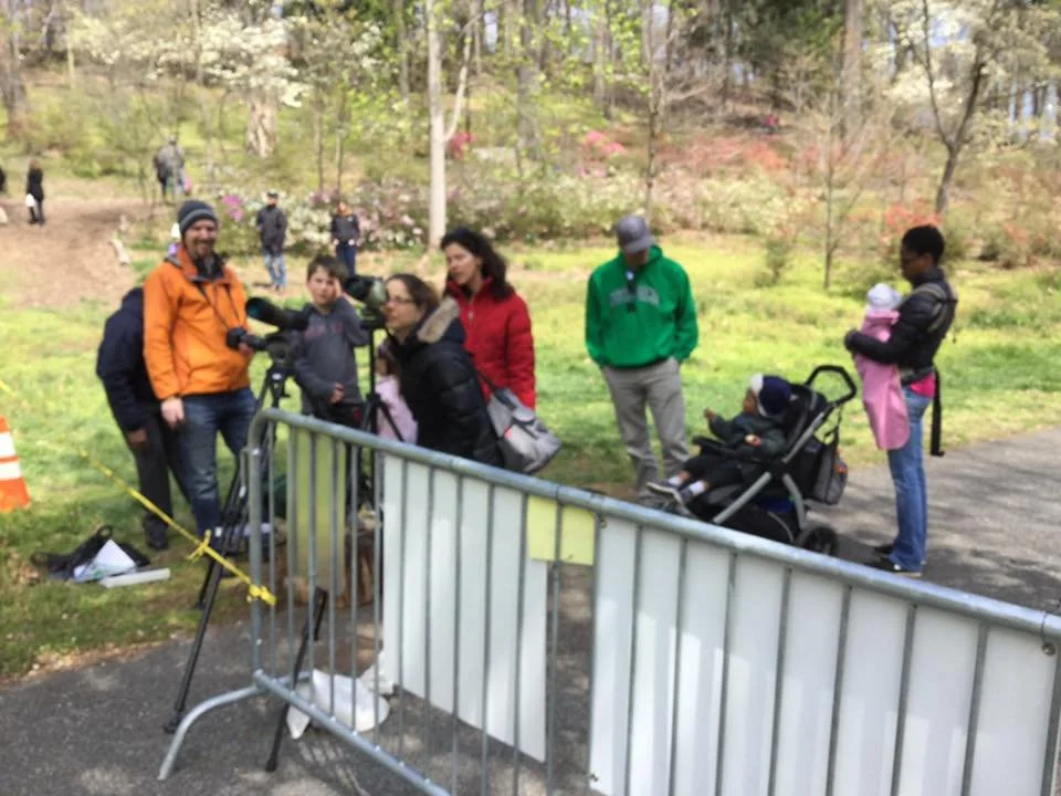 Families gather at the observation line, waiting for movement above the trees.