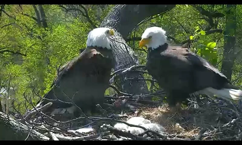 Two adult bald eagles face each other at the U.S. National Arboretum nest during daylight.