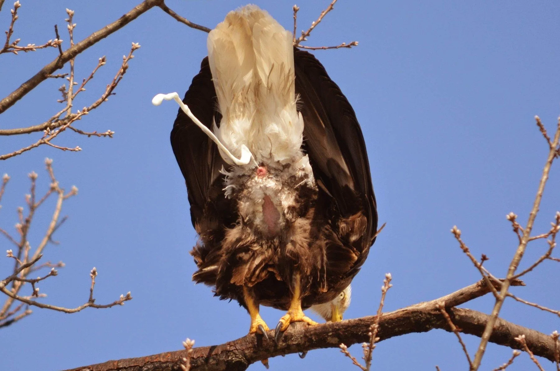 Wings and movement · 38

A perched eagle raises its tail while a white stream of waste leaves its body.

Embedded camera date: 2015-03-02 11:21:08. Camera clock and timezone uncorroborated. Exact site pending confirmation.