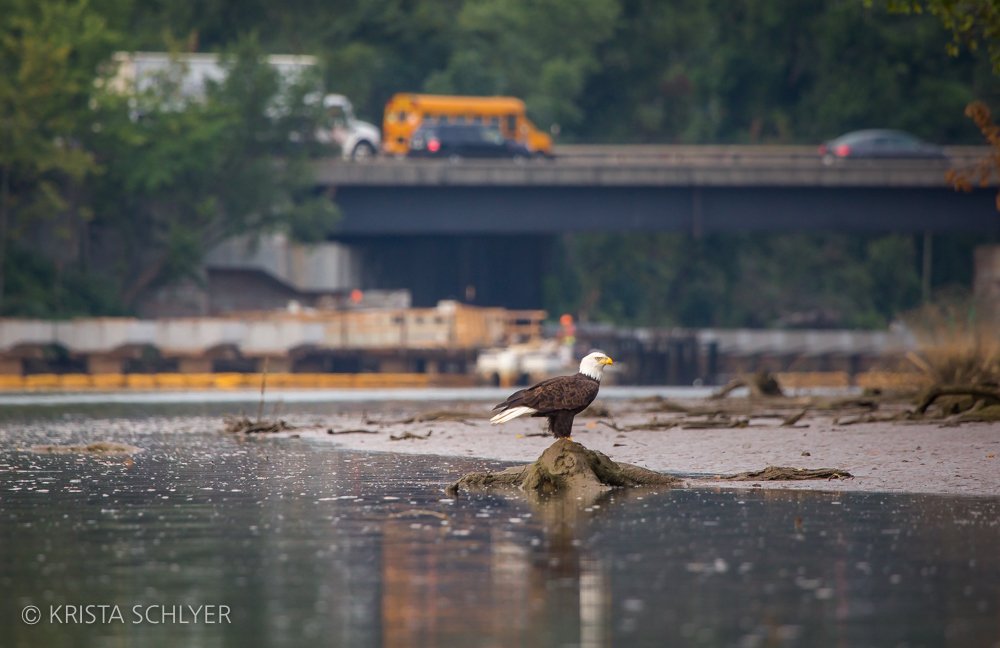 A bald eagle claims a low perch above the water while the city carries on beyond the riverbank.
