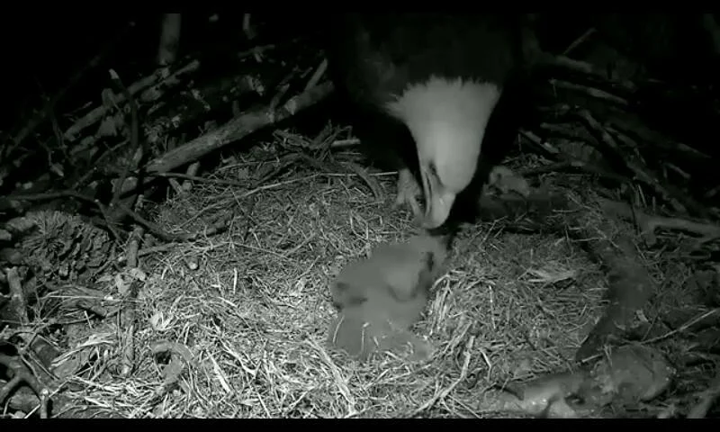 Night-vision close-up of an adult bald eagle feeding a young eaglet in the U.S. National Arboretum nest.