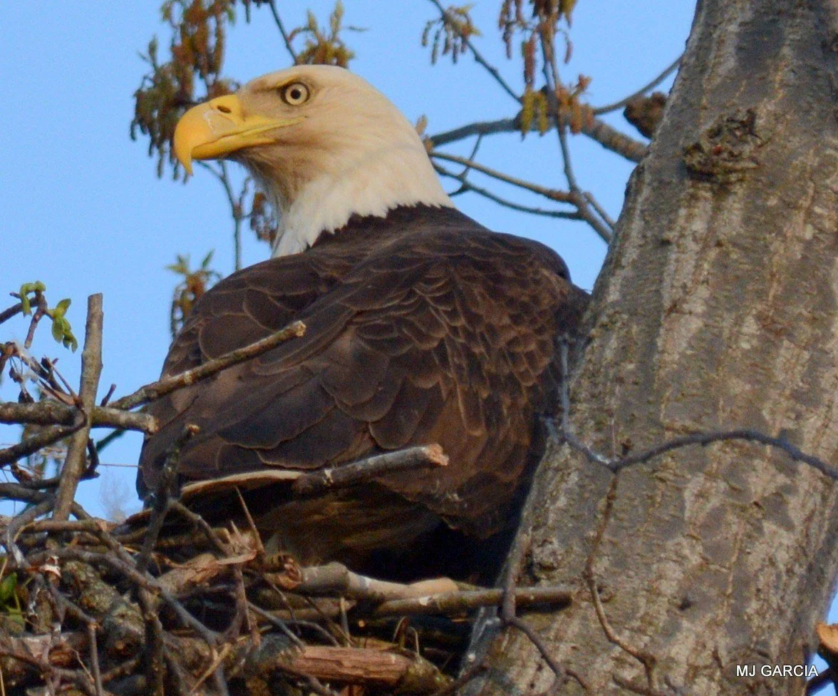 Nest observation · 59

A white-headed eagle sits among nest sticks beside a broad tree trunk.

Capture date unconfirmed. Exact site pending confirmation.