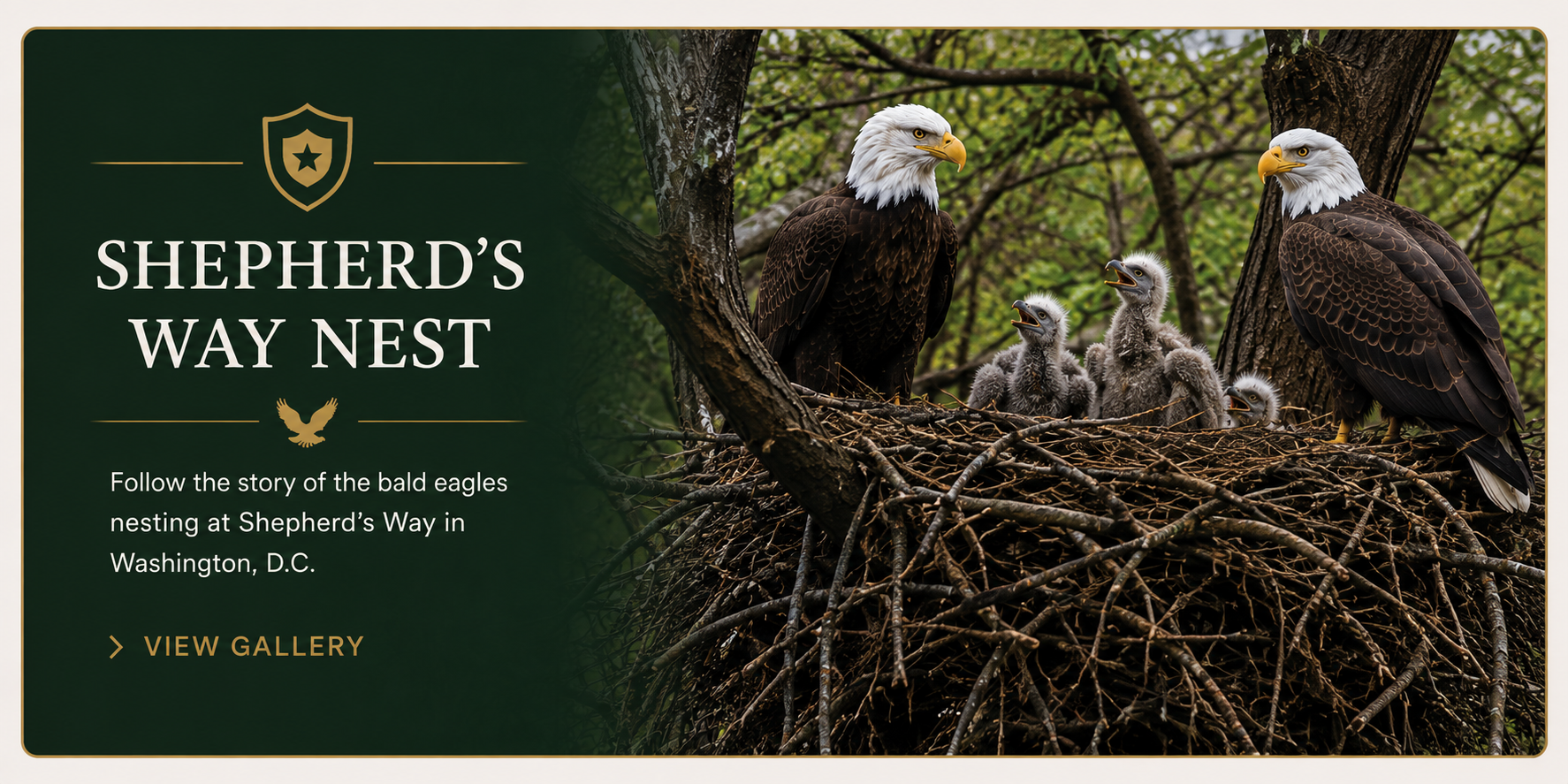 Shepherd's Way Nest gallery banner showing two adult bald eagles and three eaglets at a nest in Washington, D.C.