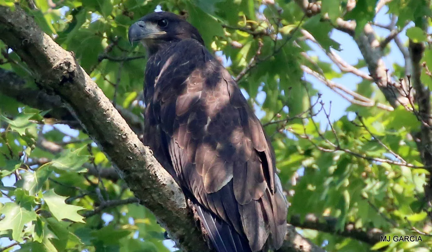 Wings and movement · 09

A dark young eagle perches upright among green leaves.

Embedded camera date: 2023-06-01 10:01:51. Camera clock and timezone uncorroborated. Exact site pending confirmation.