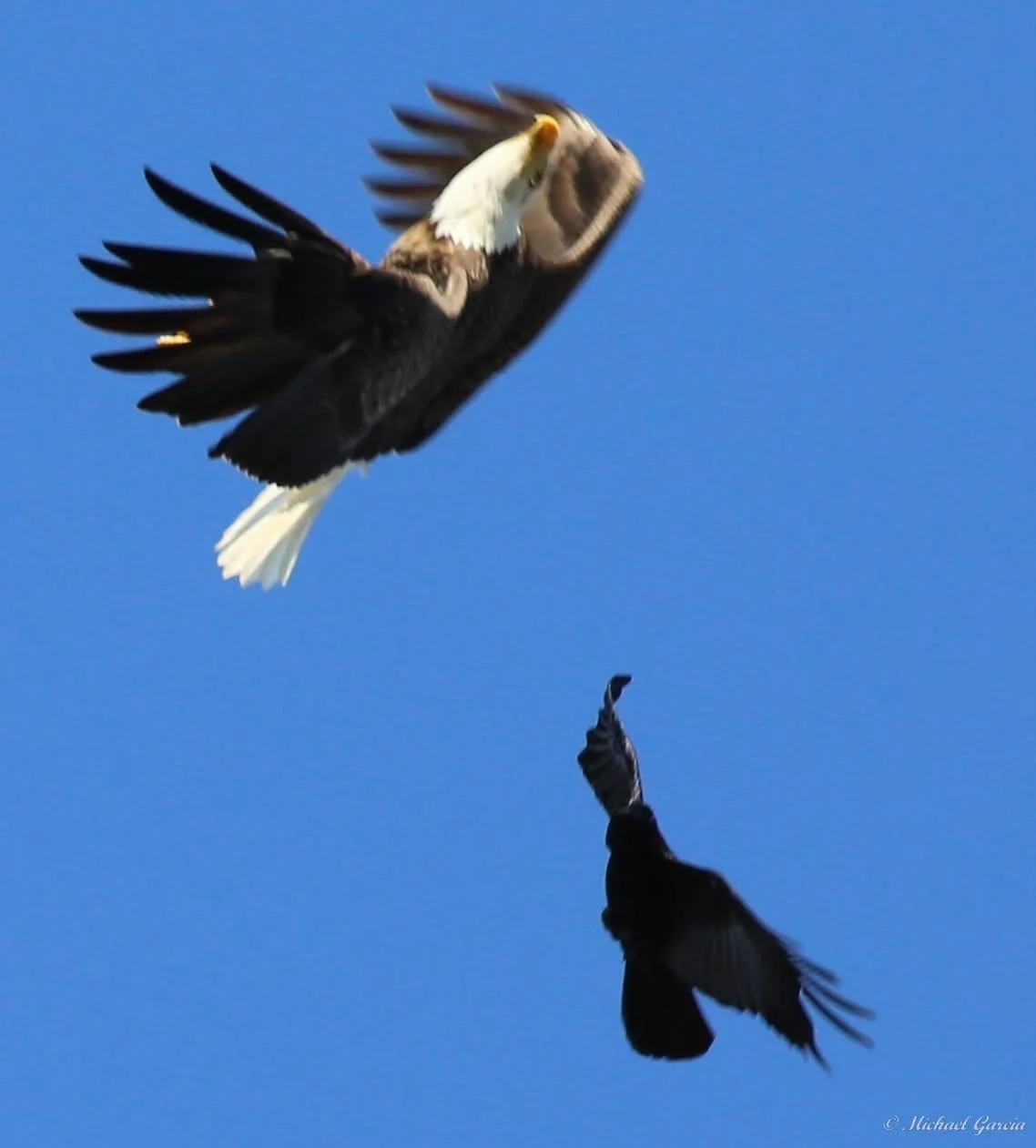 Wings and movement · 71

A smaller dark bird flies below an eagle whose wings are swept upward. The smaller bird’s species and the reason for the encounter remain unconfirmed.

Capture date unconfirmed. Exact site pending confirmation.