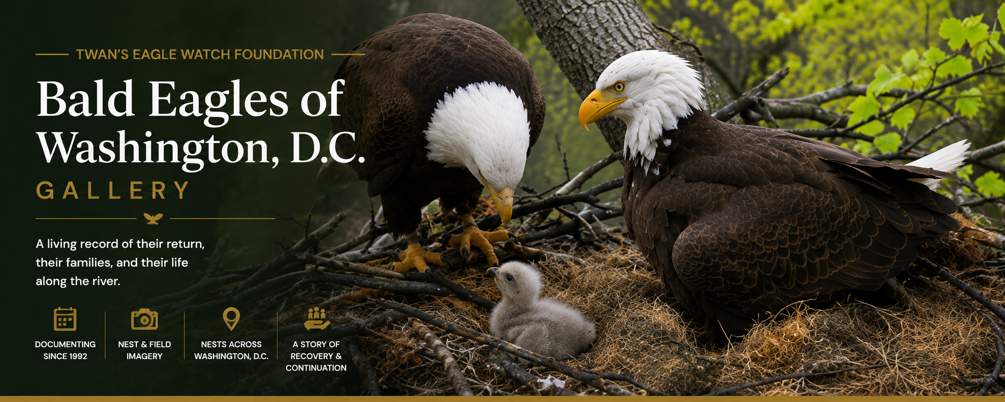 Bald Eagles of Washington, D.C. Gallery banner showing two adult bald eagles and an eaglet at a nest.