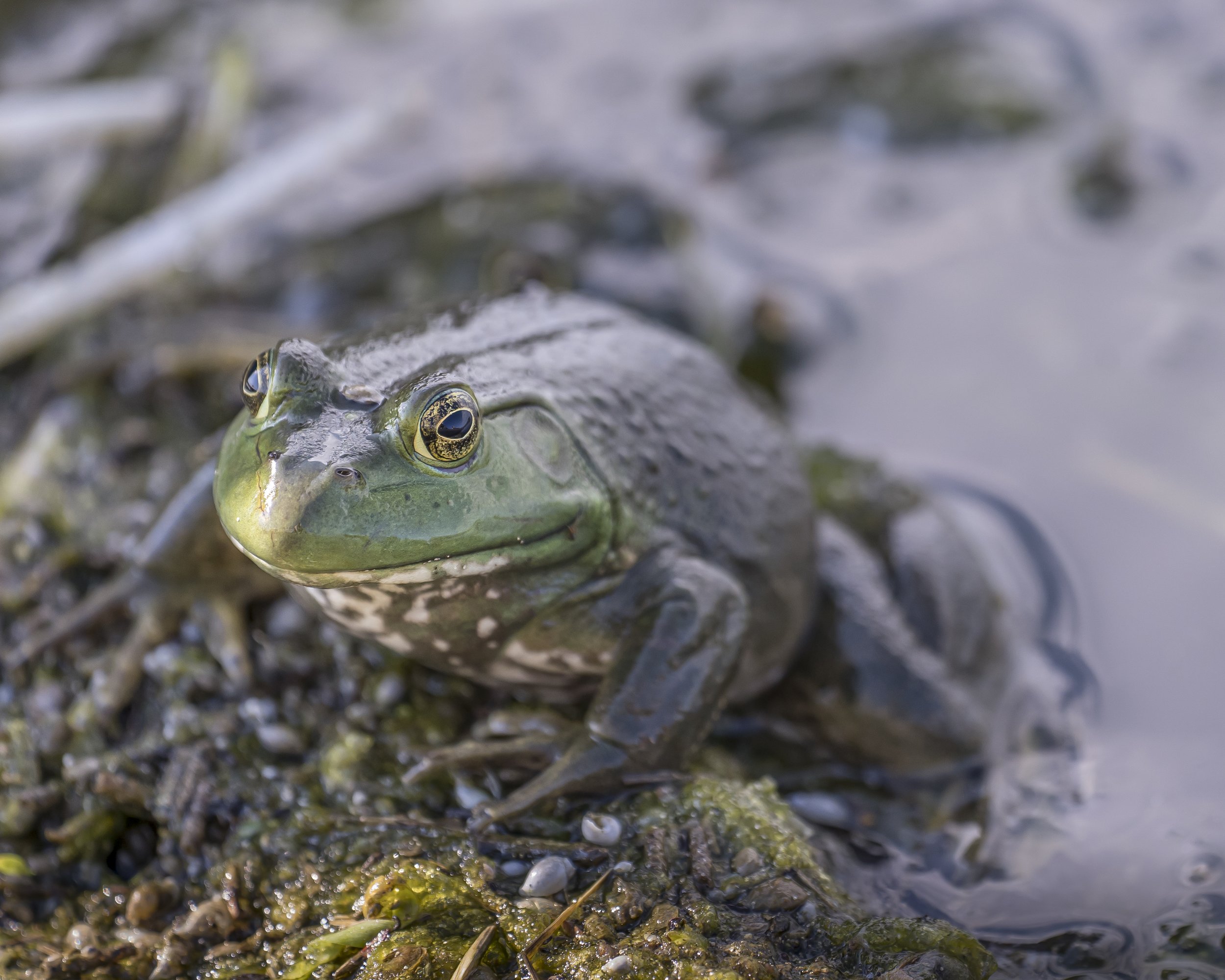 Close view of an American bullfrog partly submerged beside wet vegetation.