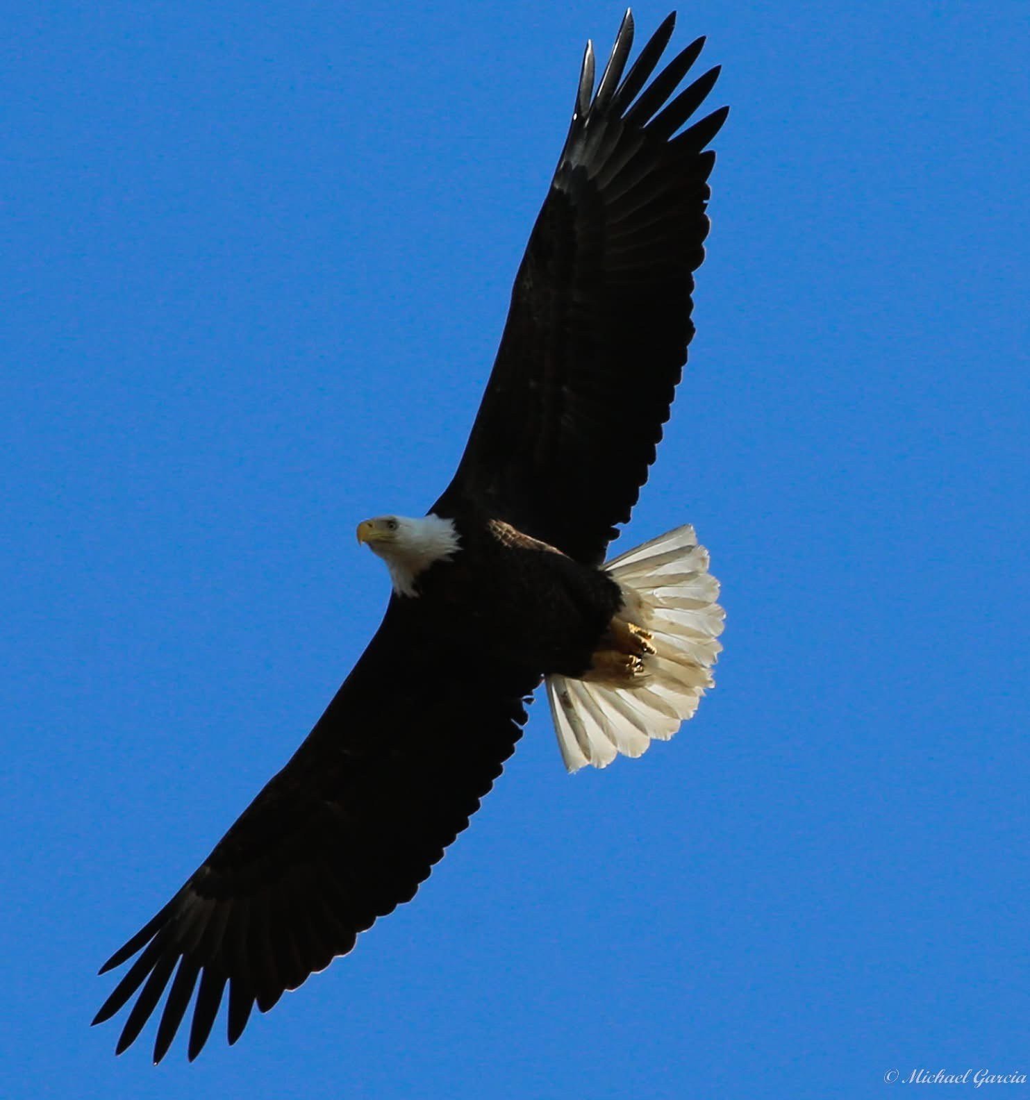 Across the open sky

An eagle flies above the viewer with dark wings spread and a white tail fanned.

Capture date unconfirmed. Exact site pending confirmation.