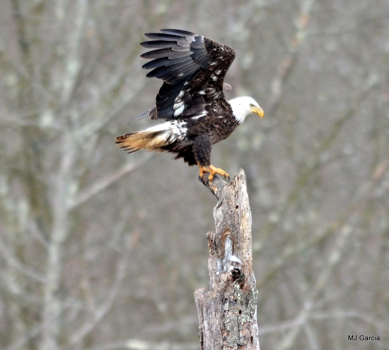 Wings and movement · 77

An eagle lifts from a broken tree trunk with its wings raised.

Capture date unconfirmed. Exact site pending confirmation.