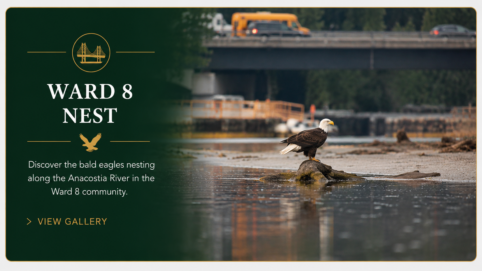 Ward 8 Nests gallery banner showing a bald eagle standing in the Anacostia River near a bridge.