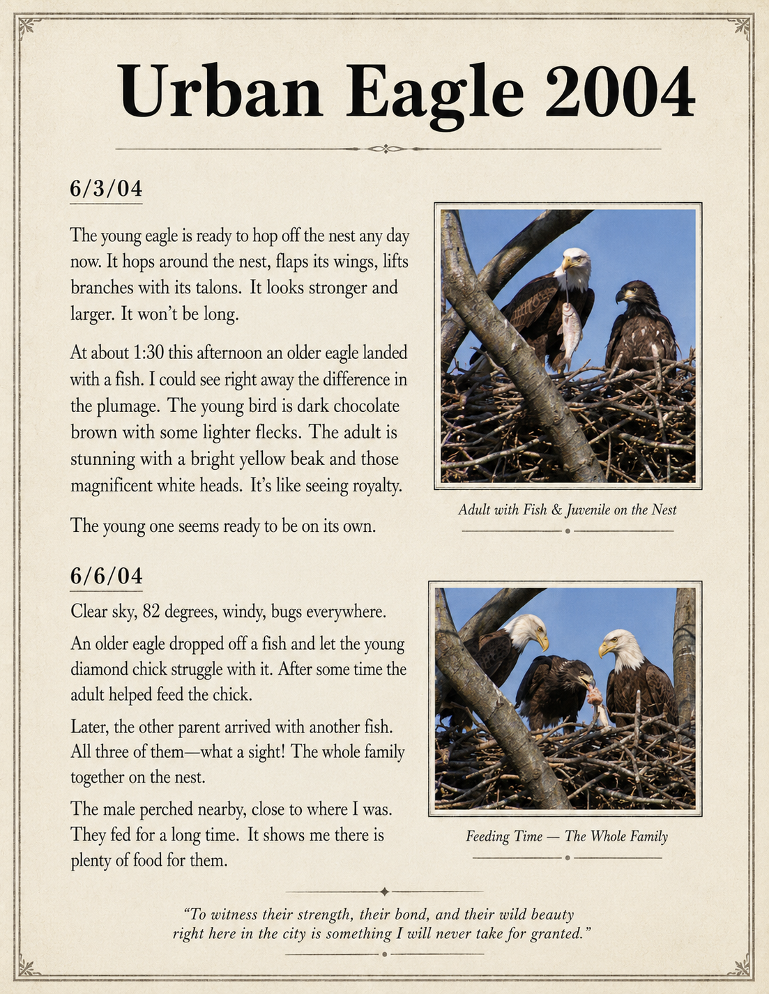 Urban Eagle 2004 field journal, June 3 and June 6: a young eagle prepares to leave the nest as an adult arrives with fish, followed by the unforgettable sight of the whole family feeding together.
