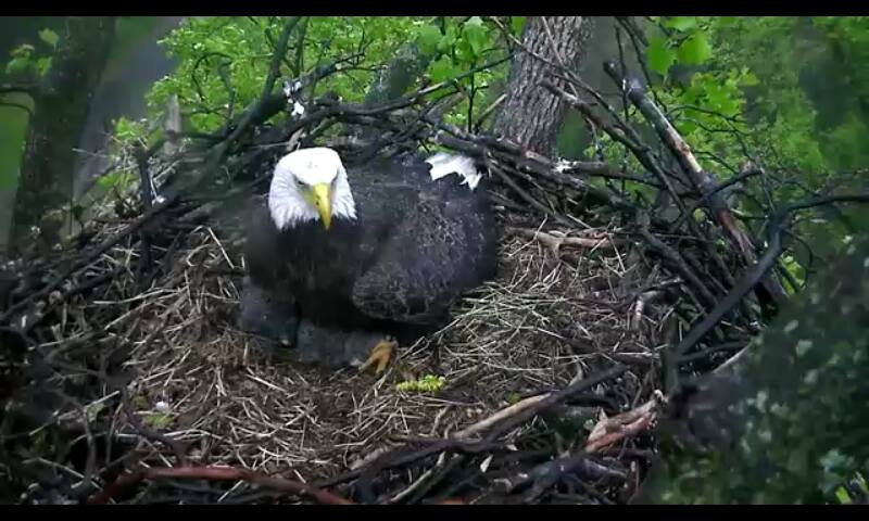 Settled low among the branches, an adult holds the nest through a quiet interval.