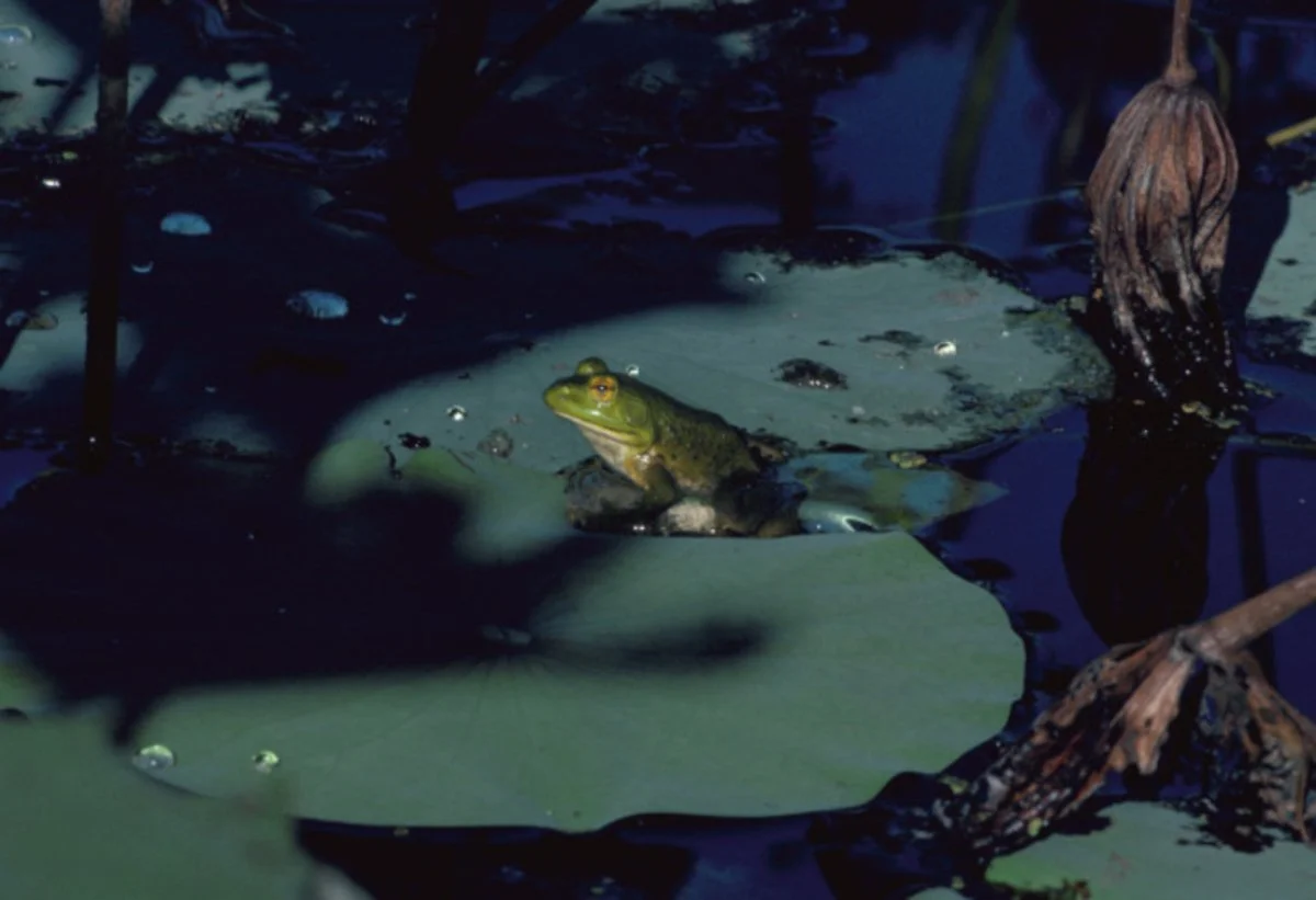 American bullfrog resting on a green lily pad among wetland plants.