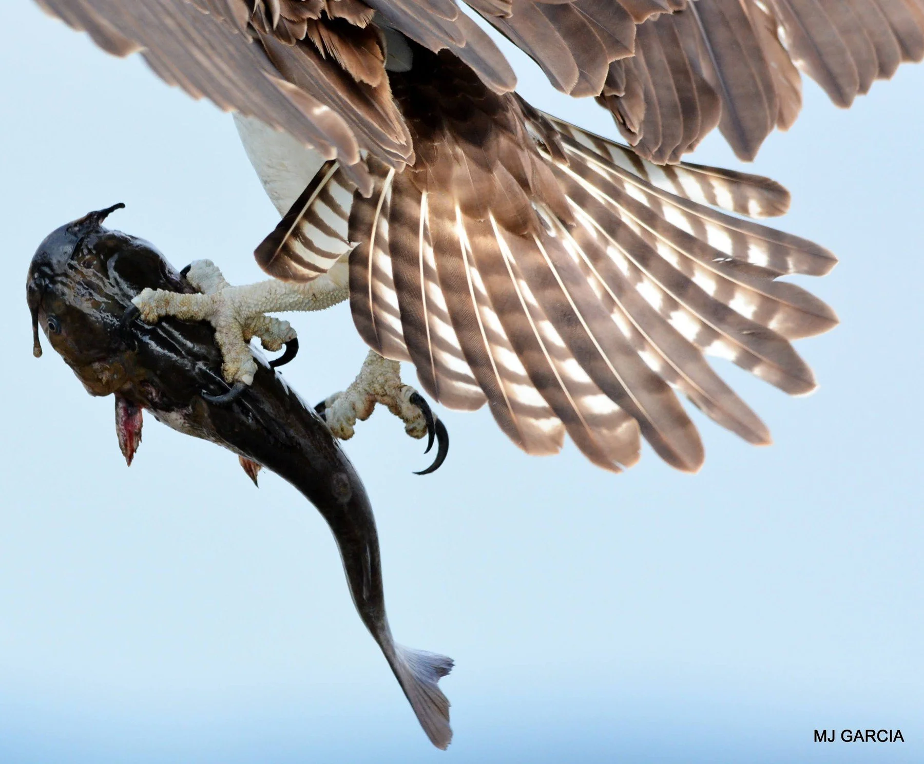 Osprey — Tail, talons, and fish

An osprey’s spread tail and talons frame the fish held beneath it.

Fish make up nearly all of an osprey’s diet.

Photography © Michael Garcia | Used with permission