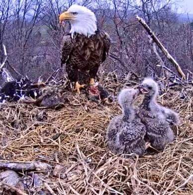 Archival Shepherd's Way Police Academy nest-camera image showing an adult bald eagle with three eaglets.