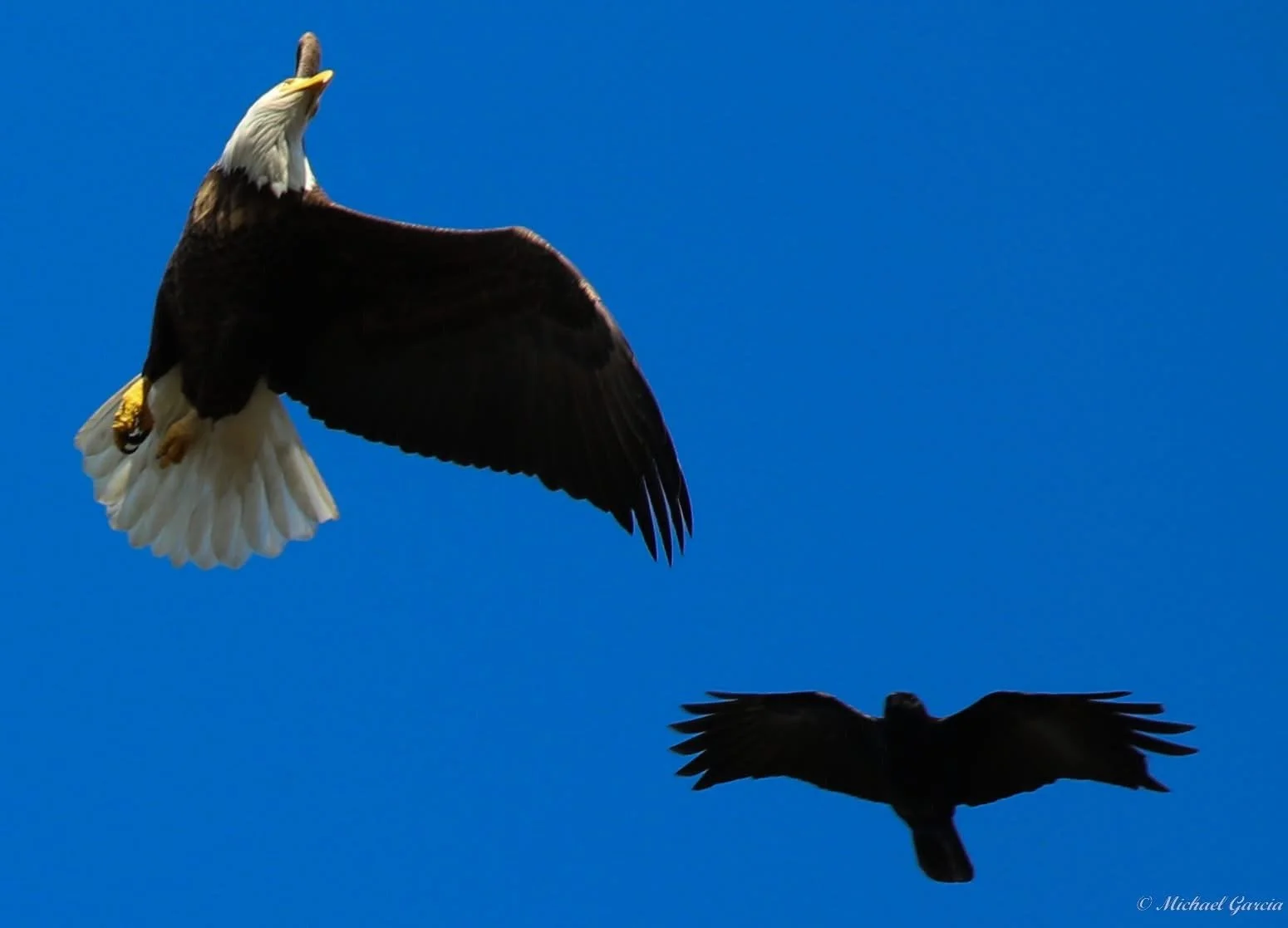 Sharing the sky

A white-headed bald eagle flies above a smaller dark bird. Both have their wings extended against blue sky.

Two birds in one frame invite a closer look. Their relative positions are visible, but the smaller bird’s species and the re