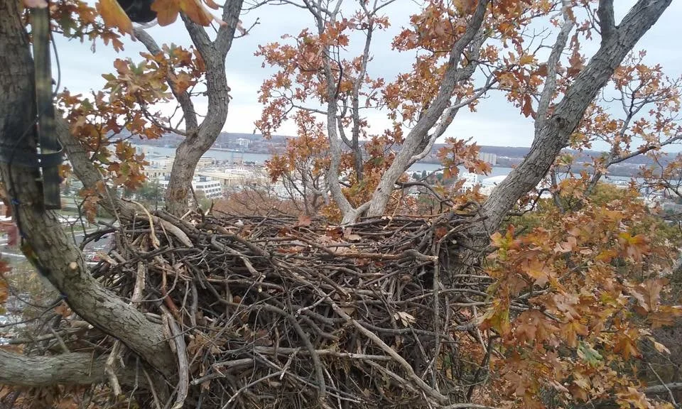 High in the bare branches, the Shepherd Parkway / Police Academy nest anchors another chapter of Washington's eagle story.