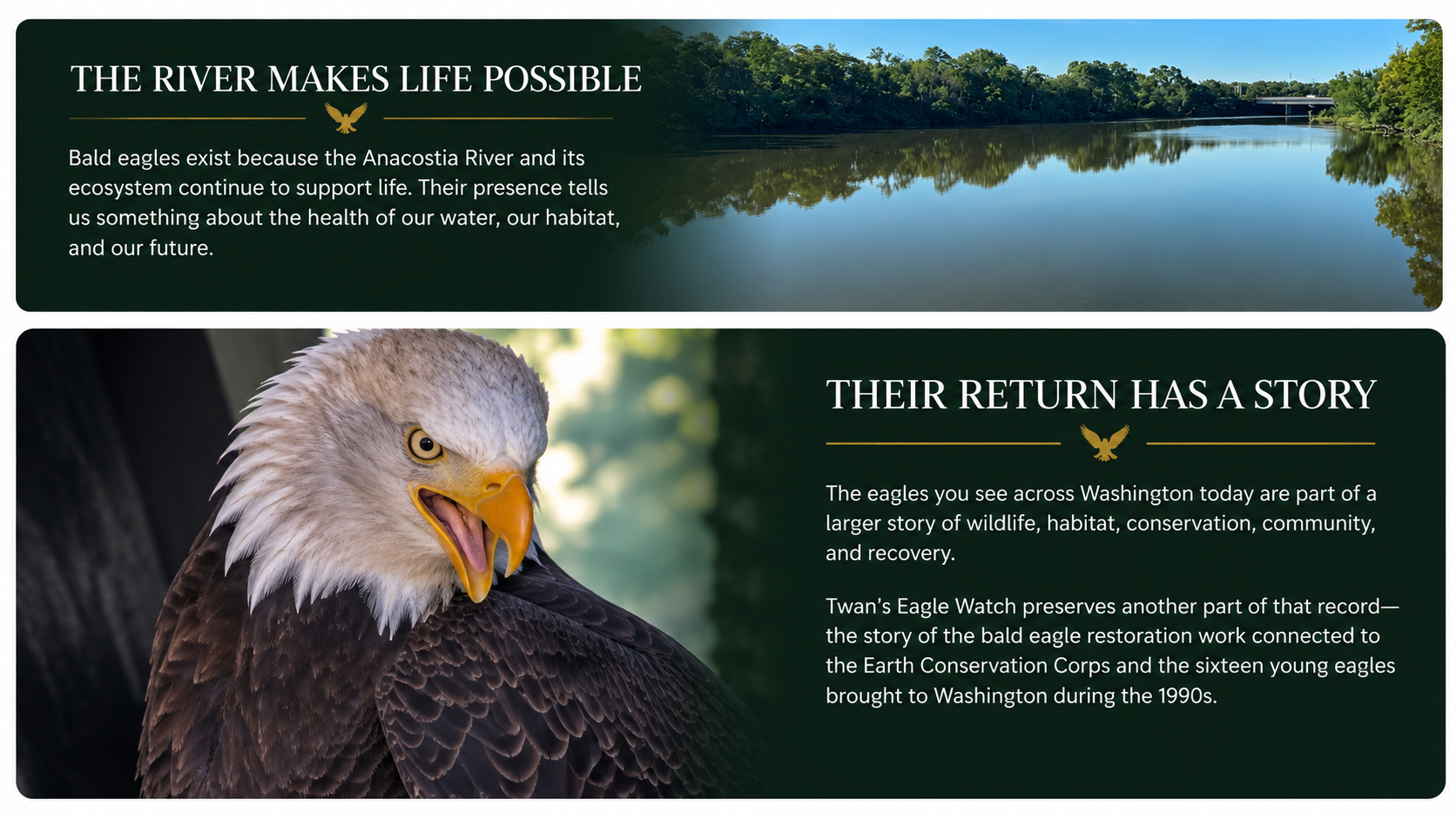 Two-panel story graphic connecting a calm Anacostia River landscape with the return of bald eagles and the Washington, D.C. restoration story.