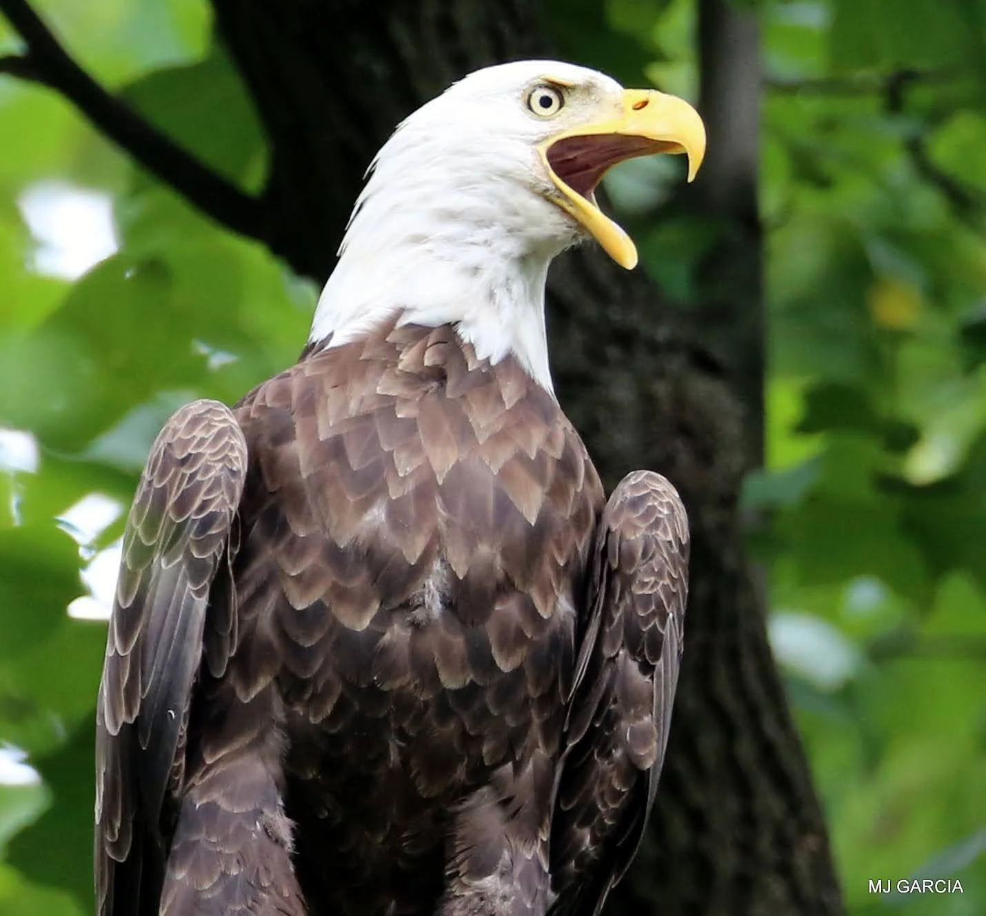 Perches and portraits · 33

A close view shows a perched eagle with its bill open and head turned.

Embedded camera date: 2023-06-26 10:07:24. Camera clock and timezone uncorroborated. Exact site pending confirmation.