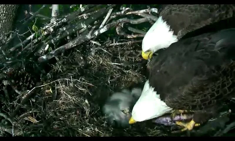 The adults gather around an eaglet at the center of the nest.