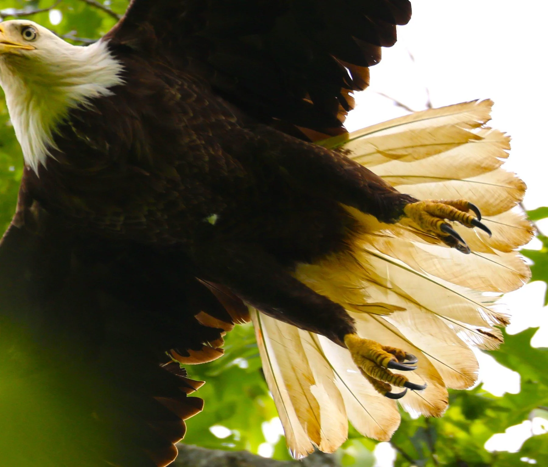 Wings and movement · 35

A close view shows an eagle's fanned white tail and lowered yellow feet beside green leaves.

Embedded camera date: 2024-05-18 16:22:45. Camera clock and timezone uncorroborated. Exact site pending confirmation.