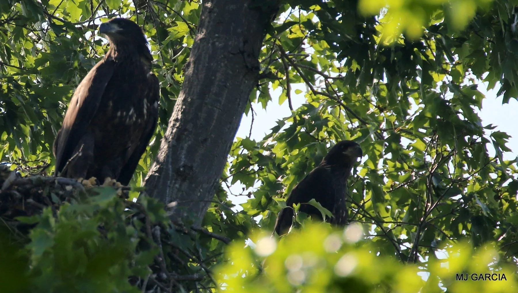 Perches and portraits · 03

Two young eagles are visible through green foliage, with one standing higher than the other.

Embedded camera date: 2023-06-01 09:45:03. Camera clock and timezone uncorroborated. Exact site pending confirmation.