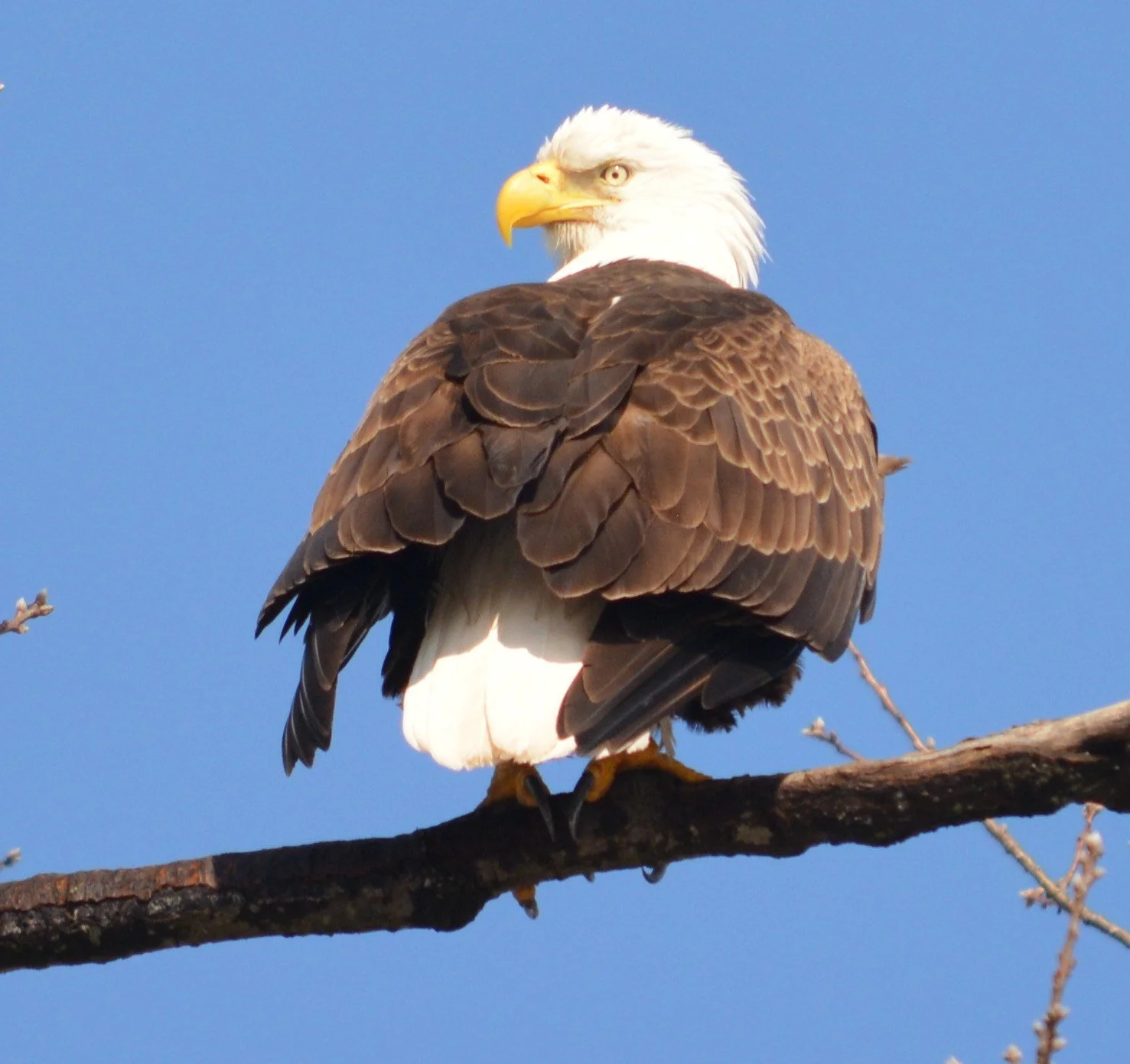 Perches and portraits · 37

A white-headed eagle perches on a bare branch with its body turned away.

Embedded camera date: 2015-03-02 10:20:21. Camera clock and timezone uncorroborated. Exact site pending confirmation.