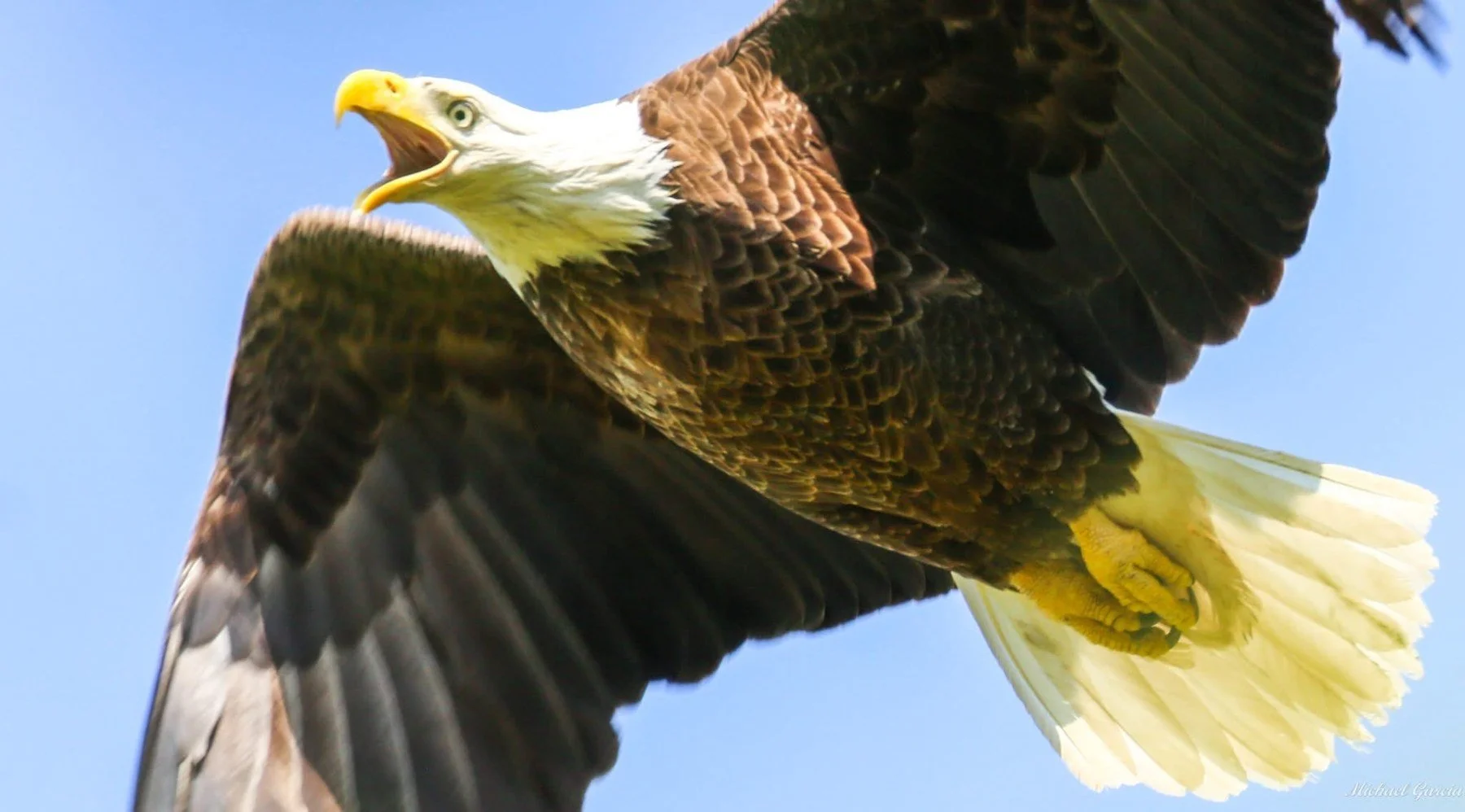 Wings and movement · 68

A closer view shows an eagle in flight with its bill open and tail fanned.

Capture date unconfirmed. Exact site pending confirmation.