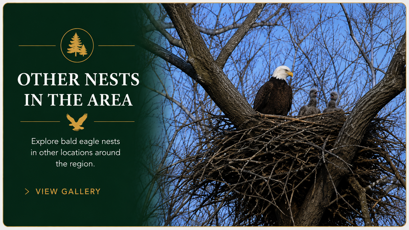 Other Nests in the Area gallery banner showing an adult bald eagle and two eaglets in a tree nest.