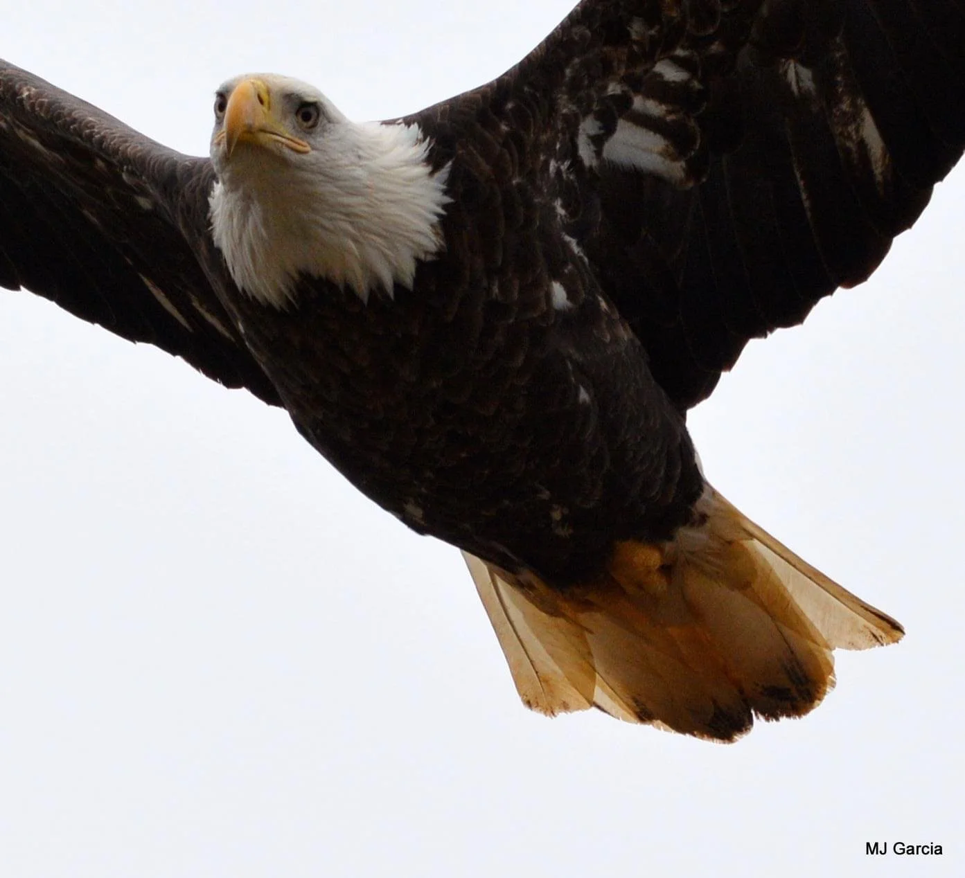 Wings and movement · 41

An eagle flies toward the viewer with its head tilted and wings spread.

Capture date unconfirmed. Exact site pending confirmation.
