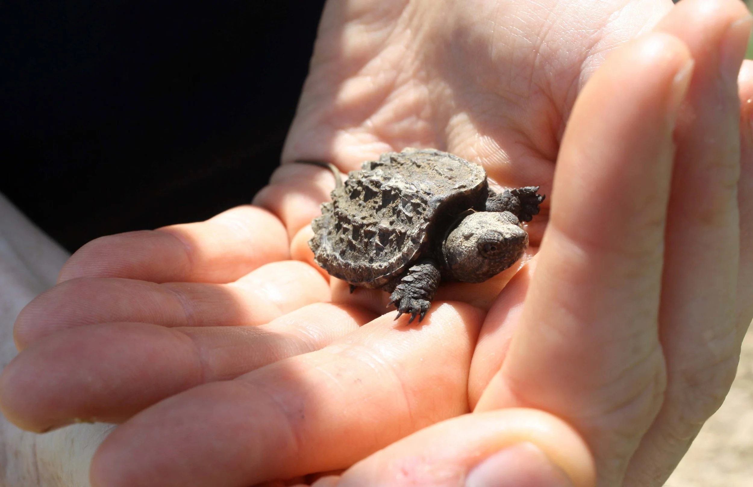 Tiny juvenile snapping turtle resting in a person's open hands.