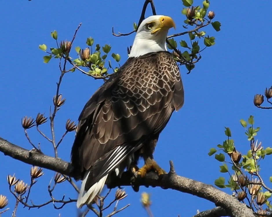 Perches and portraits · 62

An eagle stands on a budding branch with its head turned to one side.

Capture date unconfirmed. Exact site pending confirmation.