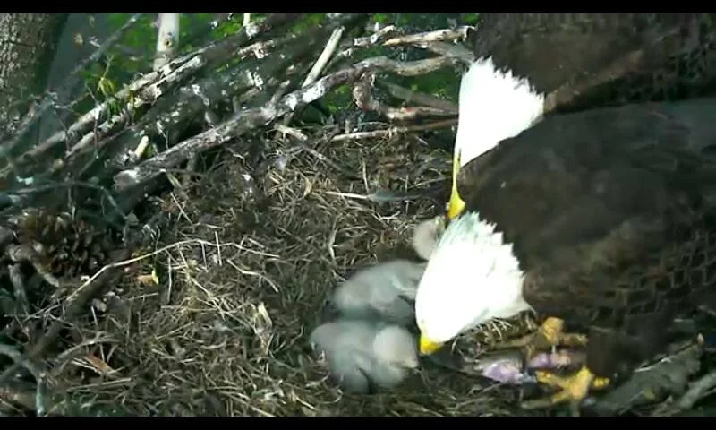 The family clusters together in one of the archive's closest nest views.