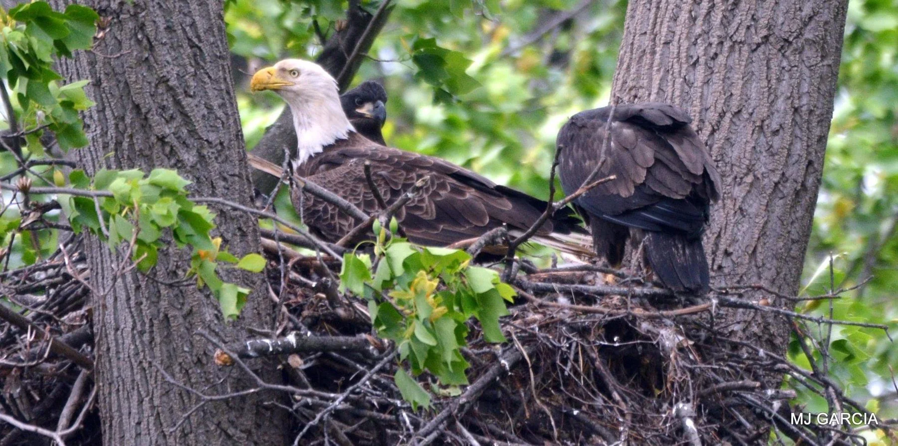 Adult and young, side by side

A white-headed adult-type eagle and a dark young eagle occupy a leafy stick nest between large tree trunks.

Their contrasting plumage makes the difference between adult-type and young birds visible. An adult beside a y