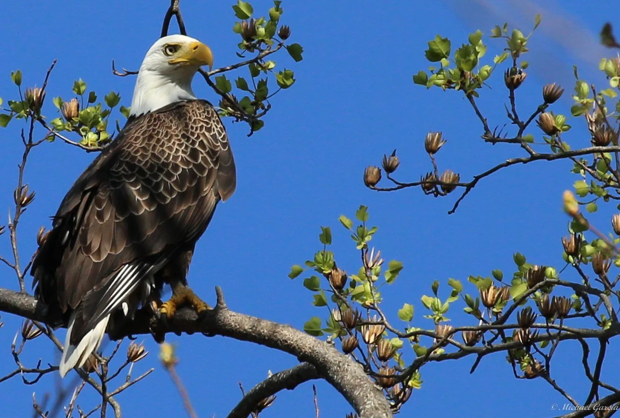 Perches and portraits · 78

A white-headed eagle perches on a budding branch against blue sky.

Embedded camera date: 2025-03-26 16:47:10. Camera clock and timezone uncorroborated. Exact site pending confirmation.