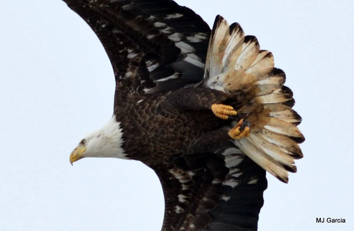 Wings and movement · 75

An eagle banks above the viewer, exposing mottled underwings and a partly pale tail.

Capture date unconfirmed. Exact site pending confirmation.