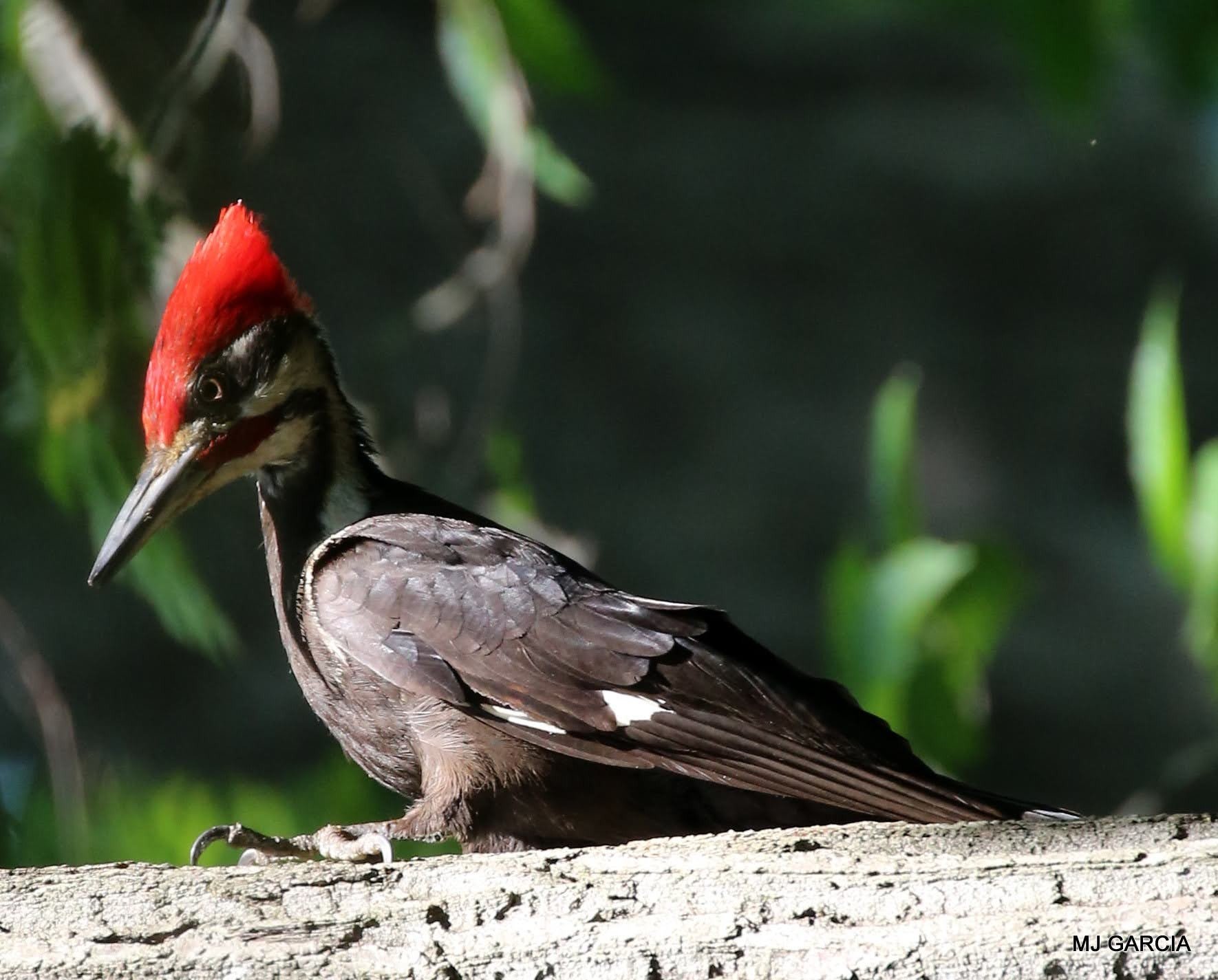Woodpeckers — Pileated woodpecker on a log

A red-crested woodpecker stands on a fallen log with its bill angled down.

Pileated woodpeckers search dead wood for carpenter ants and other insects.

Photography © Michael Garcia | Used with permission