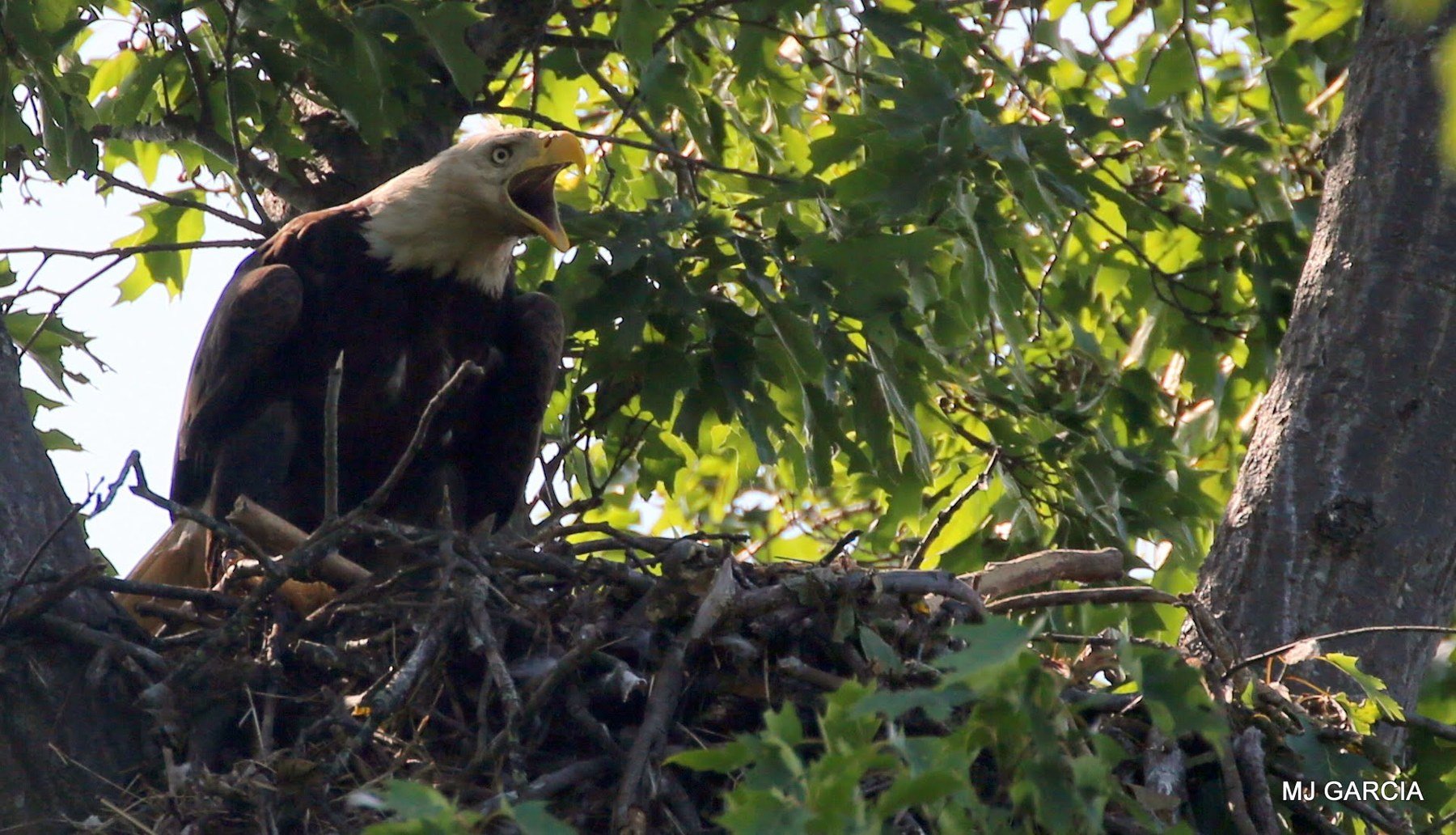 Nest observation · 05

A white-headed eagle stands at a leafy nest with its bill open.

Embedded camera date: 2023-06-01 09:53:05. Camera clock and timezone uncorroborated. Exact site pending confirmation.