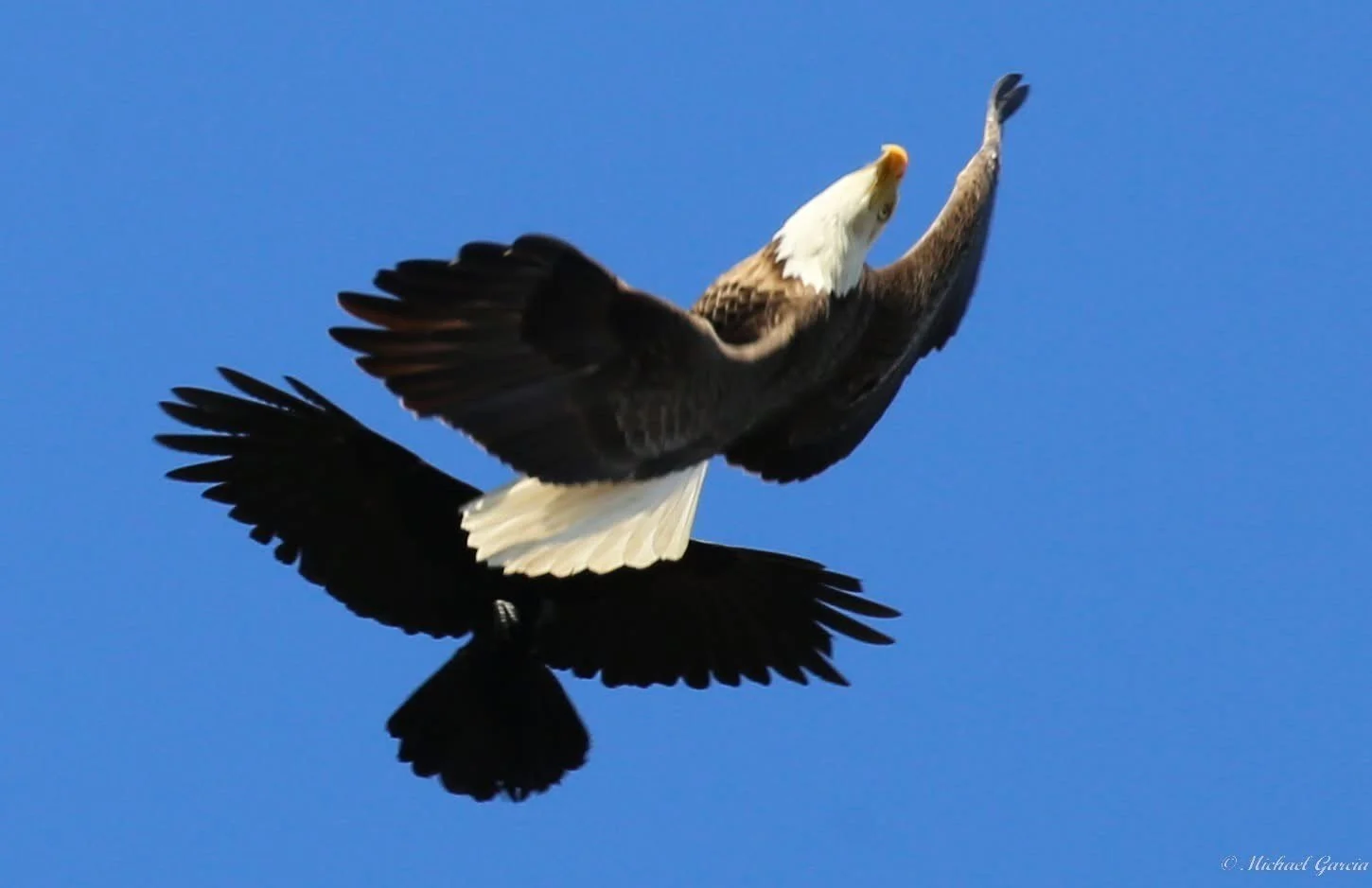 Wings and movement · 72

An eagle banks with a dark bird very close beneath it. The smaller bird’s species and the reason for the encounter remain unconfirmed.

Capture date unconfirmed. Exact site pending confirmation.