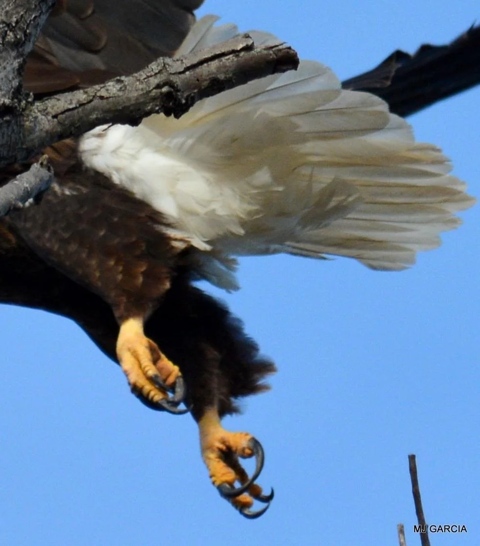 Perches and portraits · 50

An eagle's white tail and yellow feet fill a tight view beside a branch.

Capture date unconfirmed. Exact site pending confirmation.
