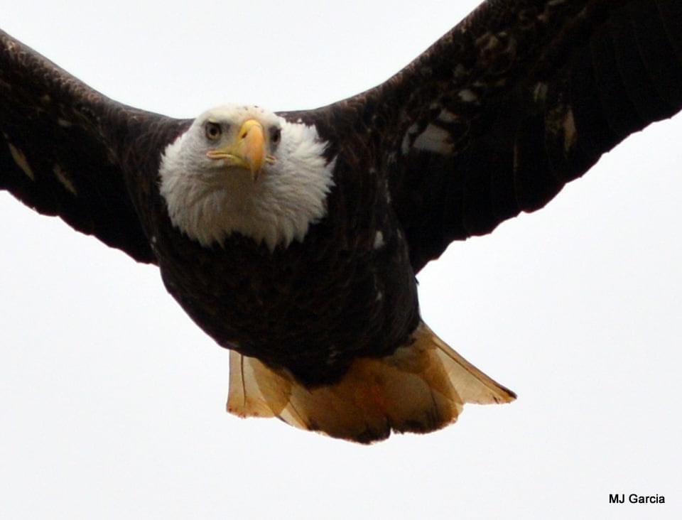 Wings and movement · 40

An eagle faces toward the viewer in flight with wings extended across a pale sky.

Capture date unconfirmed. Exact site pending confirmation.