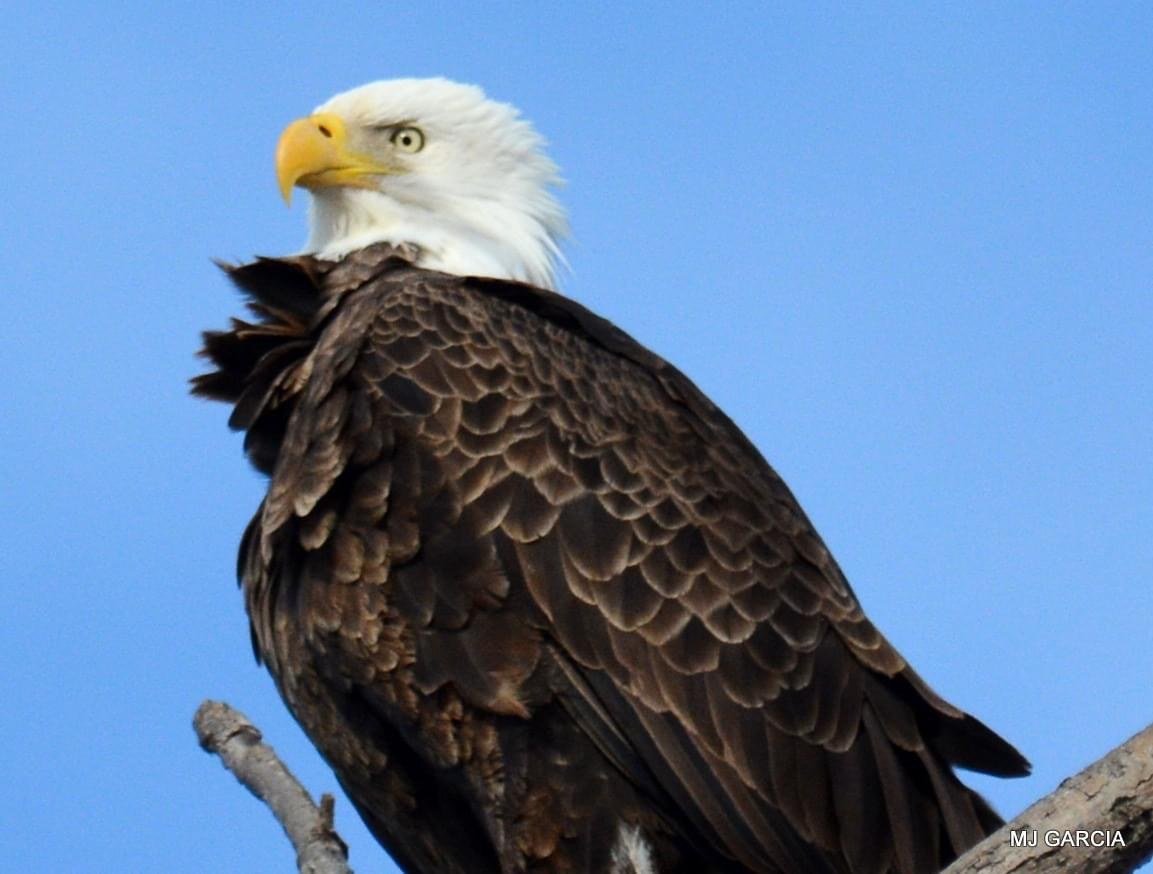 Perches and portraits · 48

A close portrait shows an eagle looking back over its shoulder.

Capture date unconfirmed. Exact site pending confirmation.