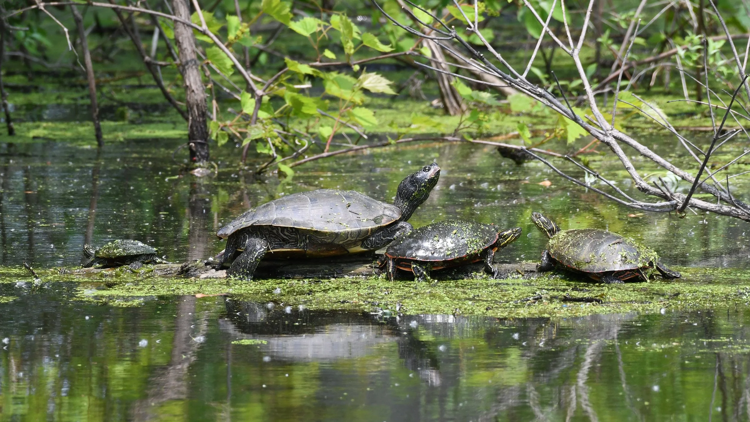 Four freshwater turtles resting together on a partly submerged log.