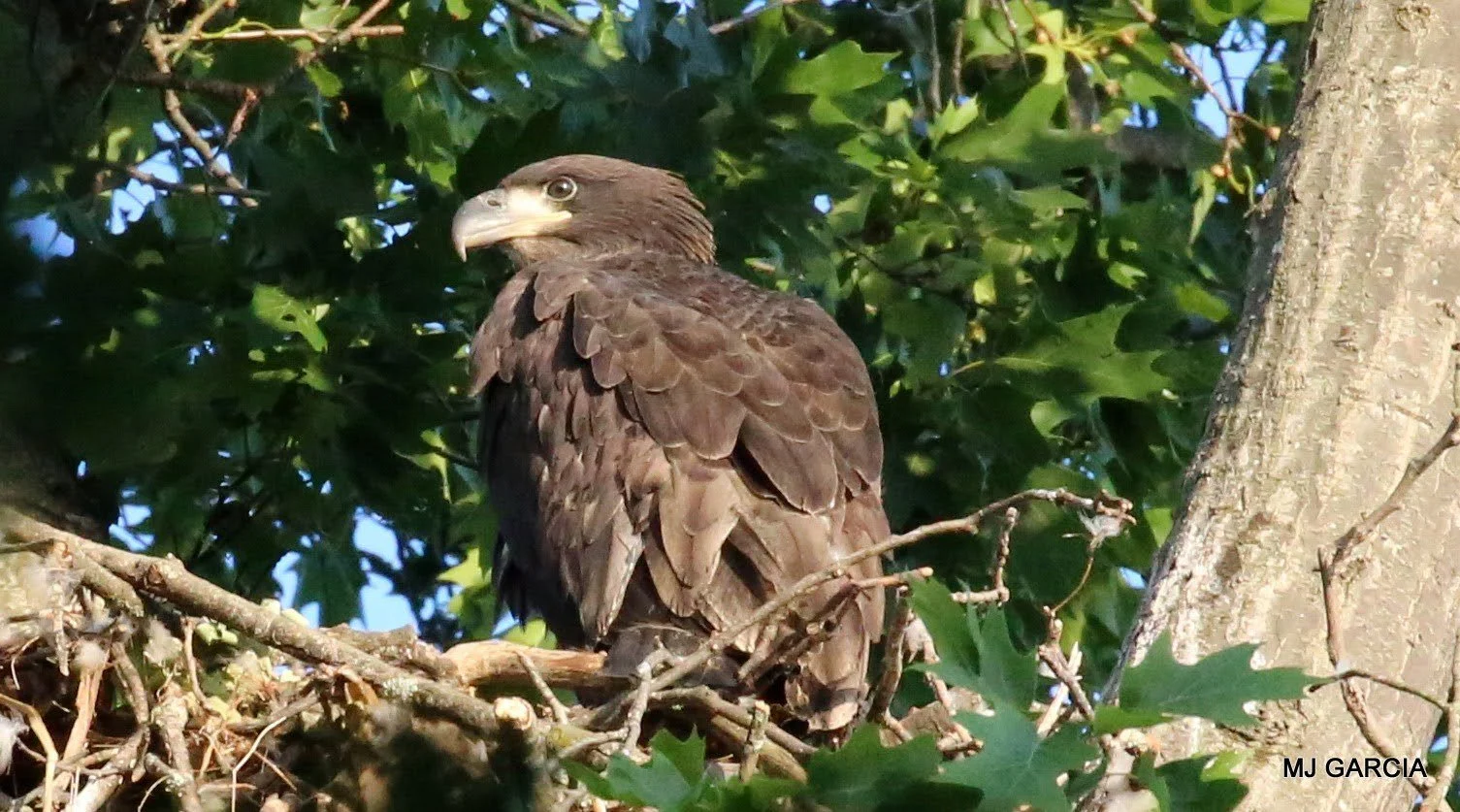 Nest observation · 31

A dark young eagle stands at a leafy stick nest.

Embedded camera date: 2023-05-18 19:10:36. Camera clock and timezone uncorroborated. Exact site pending confirmation.