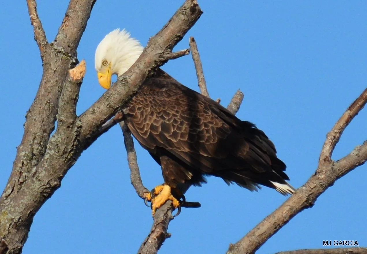 Perches and portraits · 47

A perched eagle lowers its head toward the branch beneath its feet.

Capture date unconfirmed. Exact site pending confirmation.