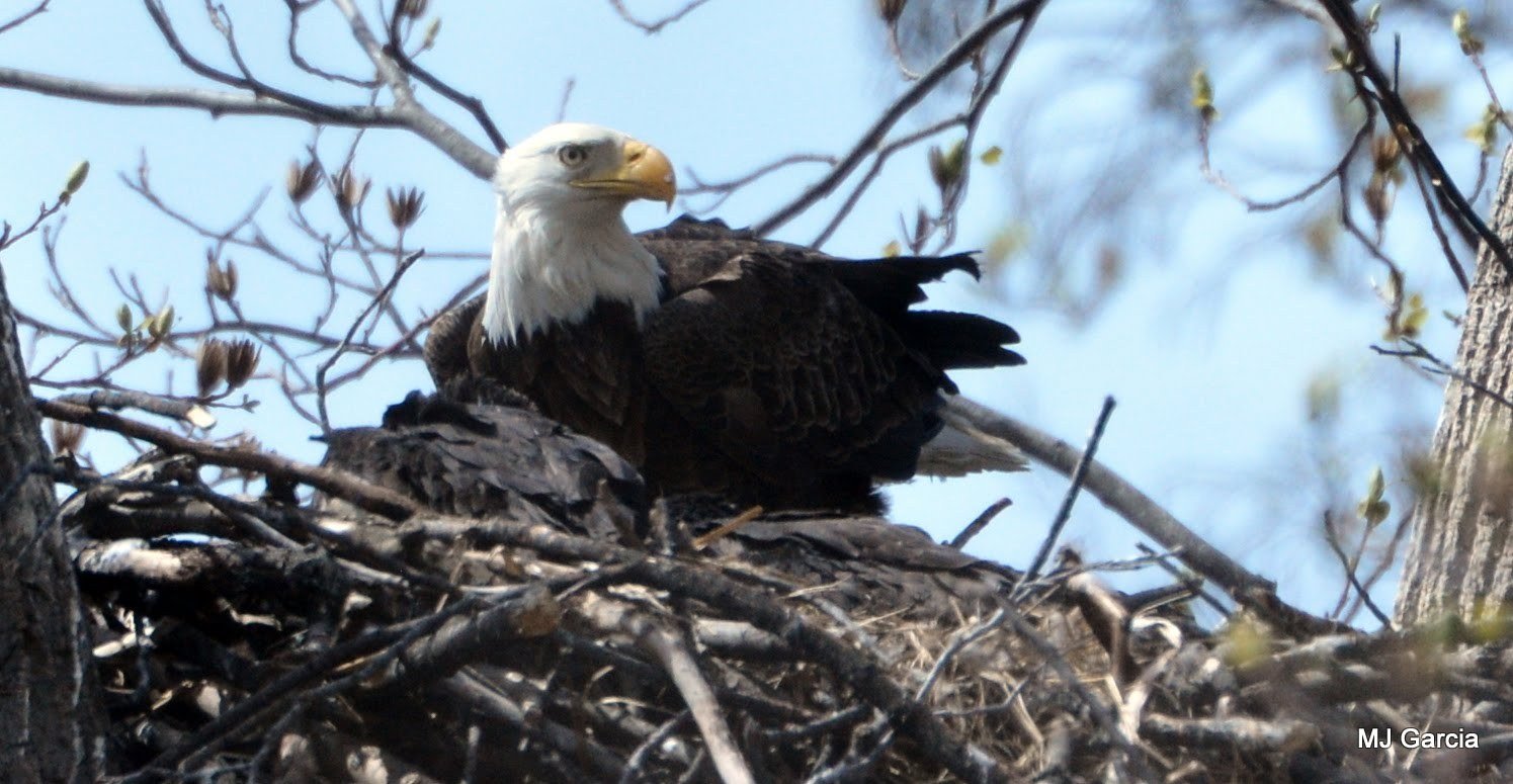 Nest observation · 06

A white-headed eagle sits low in a broad stick nest among bare branches.

Embedded camera date: 2018-04-06 13:57:29. Camera clock and timezone uncorroborated. Exact site pending confirmation.