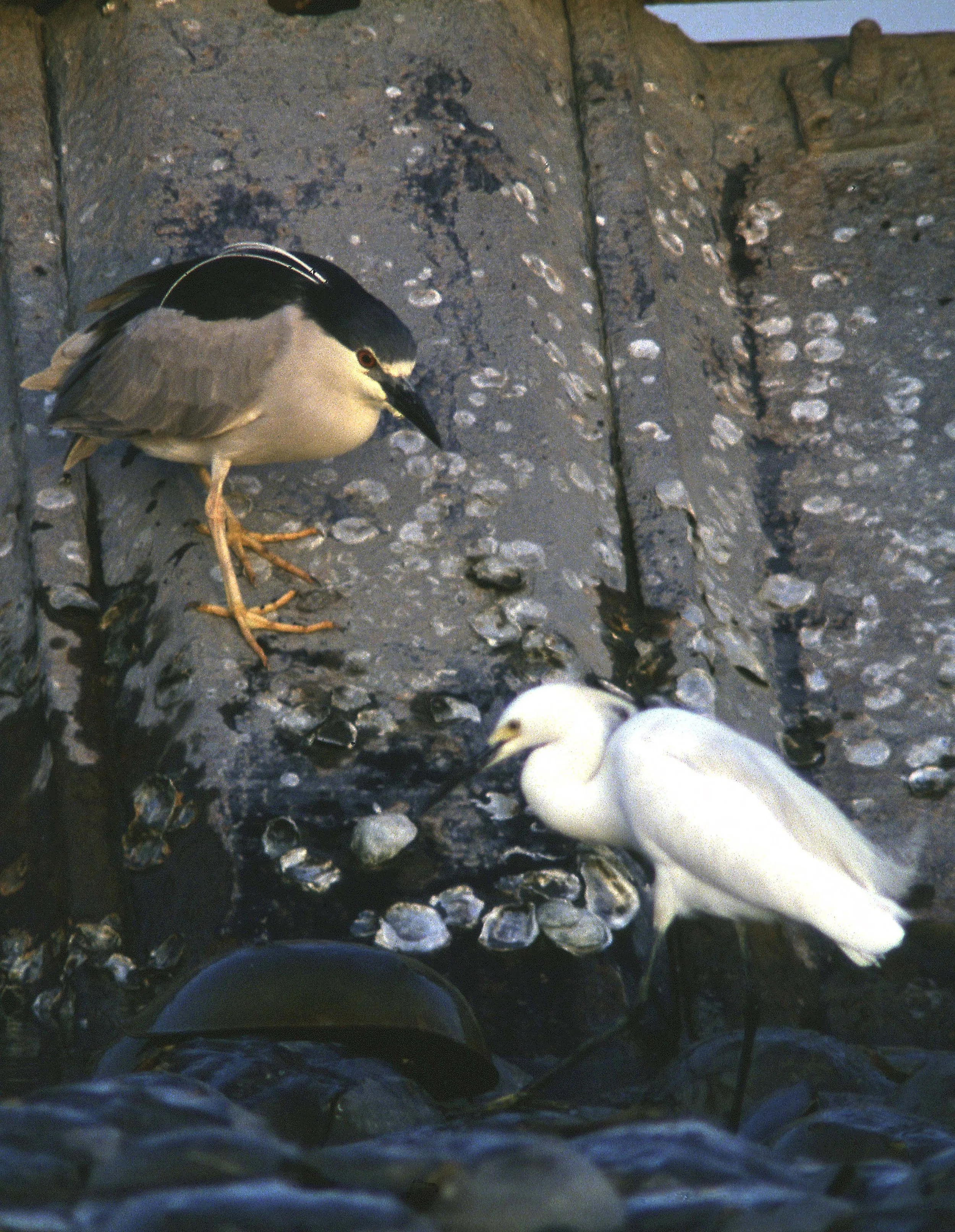 Black-crowned night heron and snowy egret standing together at a wetland.
